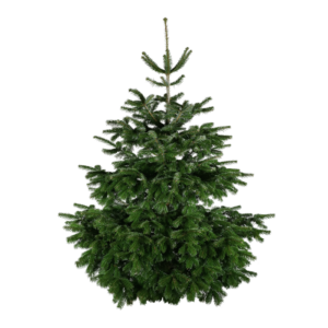 Julgran Kungsgran