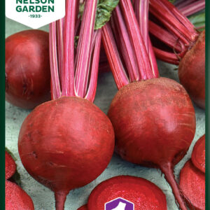 Rödbeta 'Detroit 2